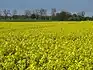 Oil-seed rape fields