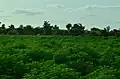 Green plants in Gujba Forest Reserve