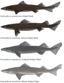 A comprehensive list of similarities in Centrophorus.