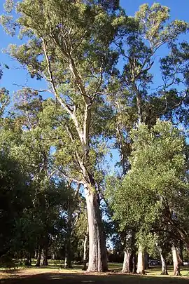 Gum trees in the park