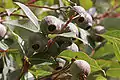 Corymbia, capsules (fruit)