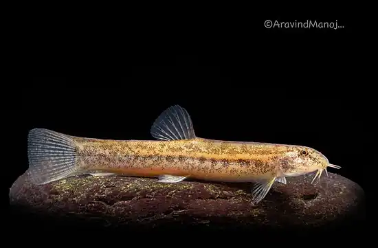 lepidocephalichthys guntea by Aravindmanoj