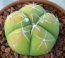 Gymnocalycium horstii in cultivation