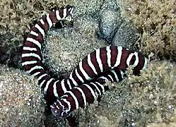 Zebra moray (Gymnomuraena zebra)