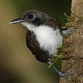 Bicolored antbird, Darién. Usually seen following army ant swarms.