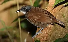 Parque Nacional Darién, Panama