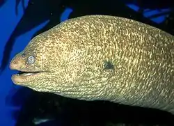 California moray