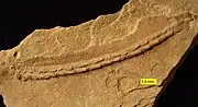 Trace fossil Gyrochorte from the Carmel Formation (Middle Jurassic) of SW Utah.