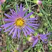 Symphyotrichum chilense