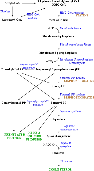 Cholesterol synthesis pathway