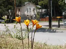 Zephyranthes tubispatha (syn. H. tubispathus), Denton, Texas