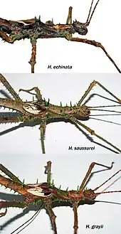 arrangement of the thoracic spines of a male compared to males of H. echinata und H. saussurei