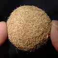 A small sea ball