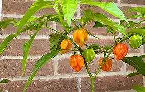 Habanero plant with fruits