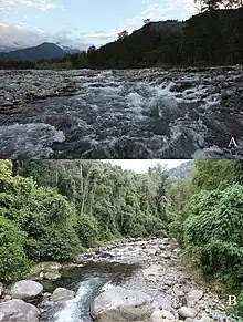 Photograph ot two streams and some surrounding vegetation