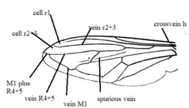 hadromyia wing diagram