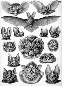 Bat (Chiroptera)