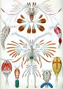 Copepod (Copepoda)