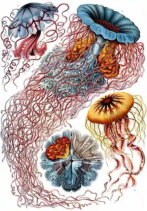 "Discomedusae" plate from Ernst Haeckel's Kunstformen der Natur, 1904