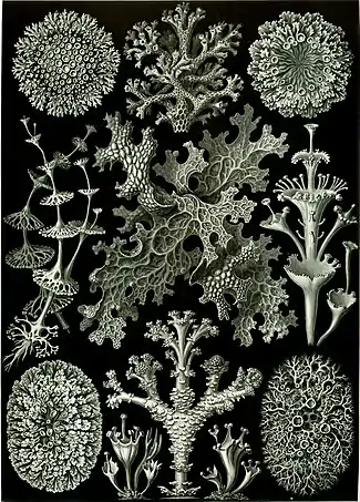 Lichen (Lichenes)