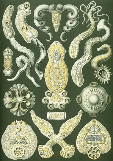 Image 5FlatwormsCredit: Ernst Haeckel, Kunstformen der Natur (1904)The flatworms, flat worms, Platyhelminthes, or platyhelminths (from the Greek πλατύ, platy, meaning "flat" and ἕλμινς (root: ἑλμινθ-), helminth-, meaning "worm") are a phylum of relatively simple bilaterian, unsegmented, soft-bodied invertebrates. Unlike other bilaterians, they are acoelomates (having no body cavity), and have no specialised circulatory and respiratory organs, which restricts them to having flattened shapes that allow oxygen and nutrients to pass through their bodies by diffusion. The digestive cavity has only one opening for both ingestion (intake of nutrients) and egestion (removal of undigested wastes); as a result, the food cannot be processed continuously. (Full article...)More selected pictures