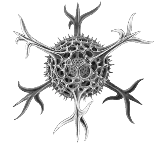 The elaborate silica shells of microscopic marine radiolarians can eventually produce opal.