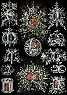 Radiolarian (Stephoidea)