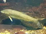 Grass carp