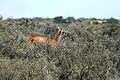 Wild guanaco