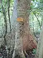 Trunk at Udawatta Kele Sanctuary, Sri Lanka