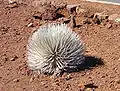 Silversword in Haleakalā Crater