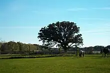 The Half-Way tree in Brodhead