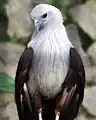 Brahminy kite