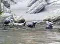 Grey seals (Halichoerus grypus) near Cap Bon-Ami