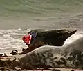 Harbour seal with a transponder