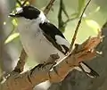 Collared flycatcherFicedula albicollis