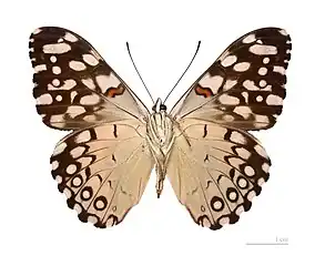 underside, (MHNT specimen)