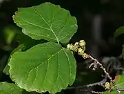 Last-year's fruits in July 2021. The empty seed pod is persistent from the fruit of a flower that bloomed during the fall of 2019.