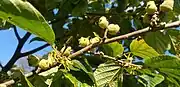 This-year's flowers and flower buds, and last-year's fruit in October