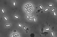 English: Spores of the microsporidium Hamiltosporidium tvaerminnensis as seen with phase-contrast microscopy. The spores are about 4-6 µm long. The host is Daphnia magna.