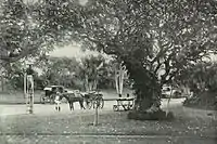 Hanging Gardens in Malabar Hill, c. 1991