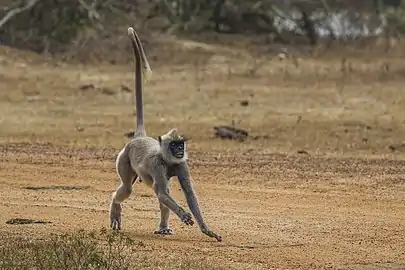 S. p. thersites male running, Sri Lanka