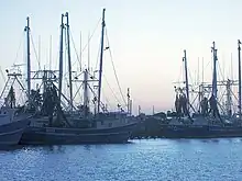 Shrimping boats docked in rows in a harbor