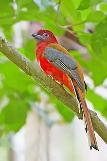 Red-headed trogon