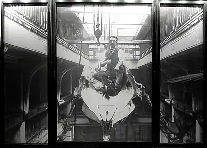 Brazenor sitting atop the Manchester Sperm Whale, 1898 (Manchester Museum)