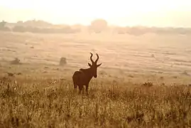 Red Hartebeest