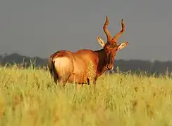 Red Hartebeest in early morning light