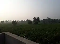 Fields in Sirsa district