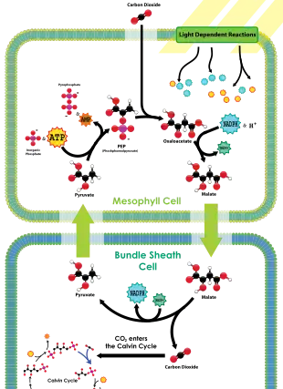 Image 4The C4 carbon concentrating mechanism (from Evolutionary history of plants)