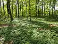 The forest floor of some areas is covered in anemones in the spring, a tell-tale sign of ancient woodland.